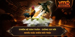 Chiến Kê Xám Thần – Giống Gà Với Nhiều Đặc Điểm Nổi Trội