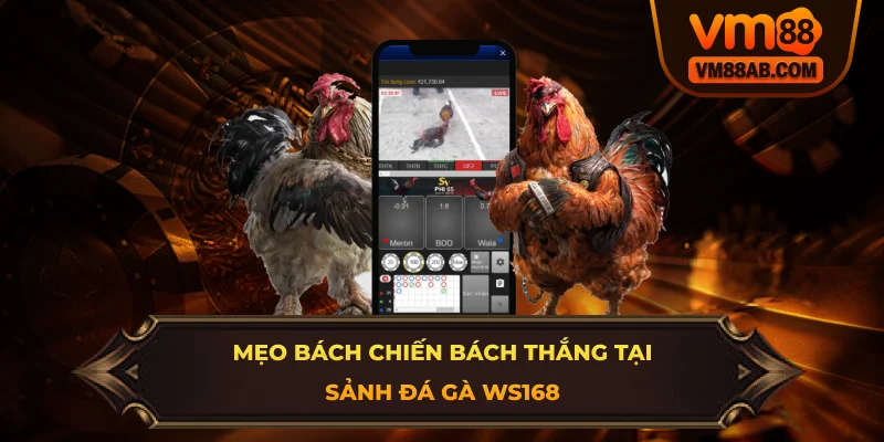 Mẹo Bách Chiến Bách Thắng Tại Sảnh Đá Gà WS168