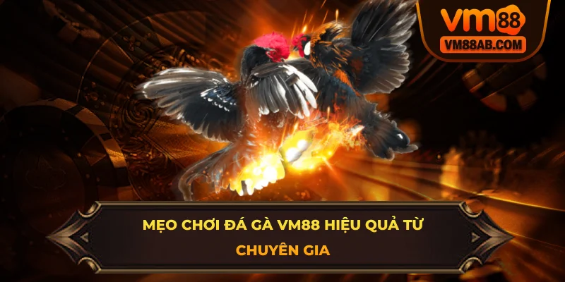 Mẹo chơi đá gà VM88 hiệu quả từ chuyên gia